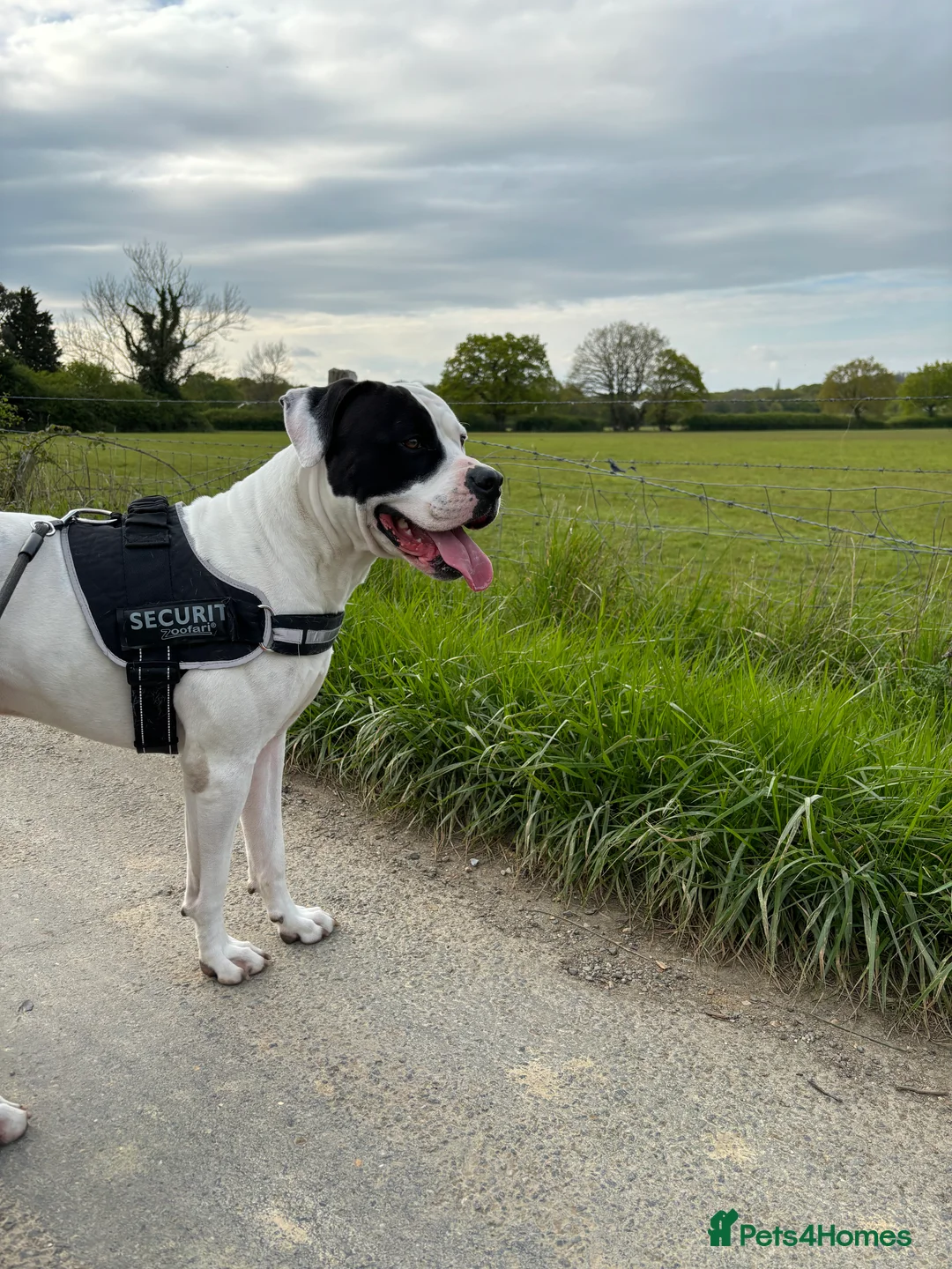 American Bulldog dogs for sale: Albie the American bulldog  - Advert 11