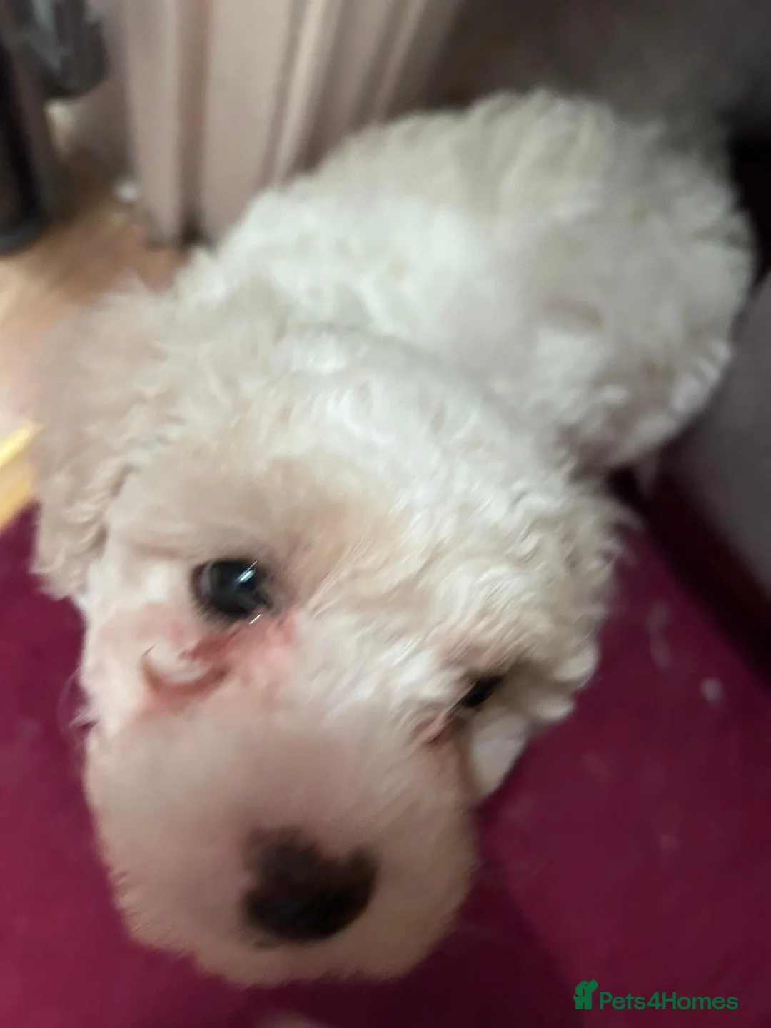 Mixed Breed dogs for sale:  Cavapoochon   - Advert 12