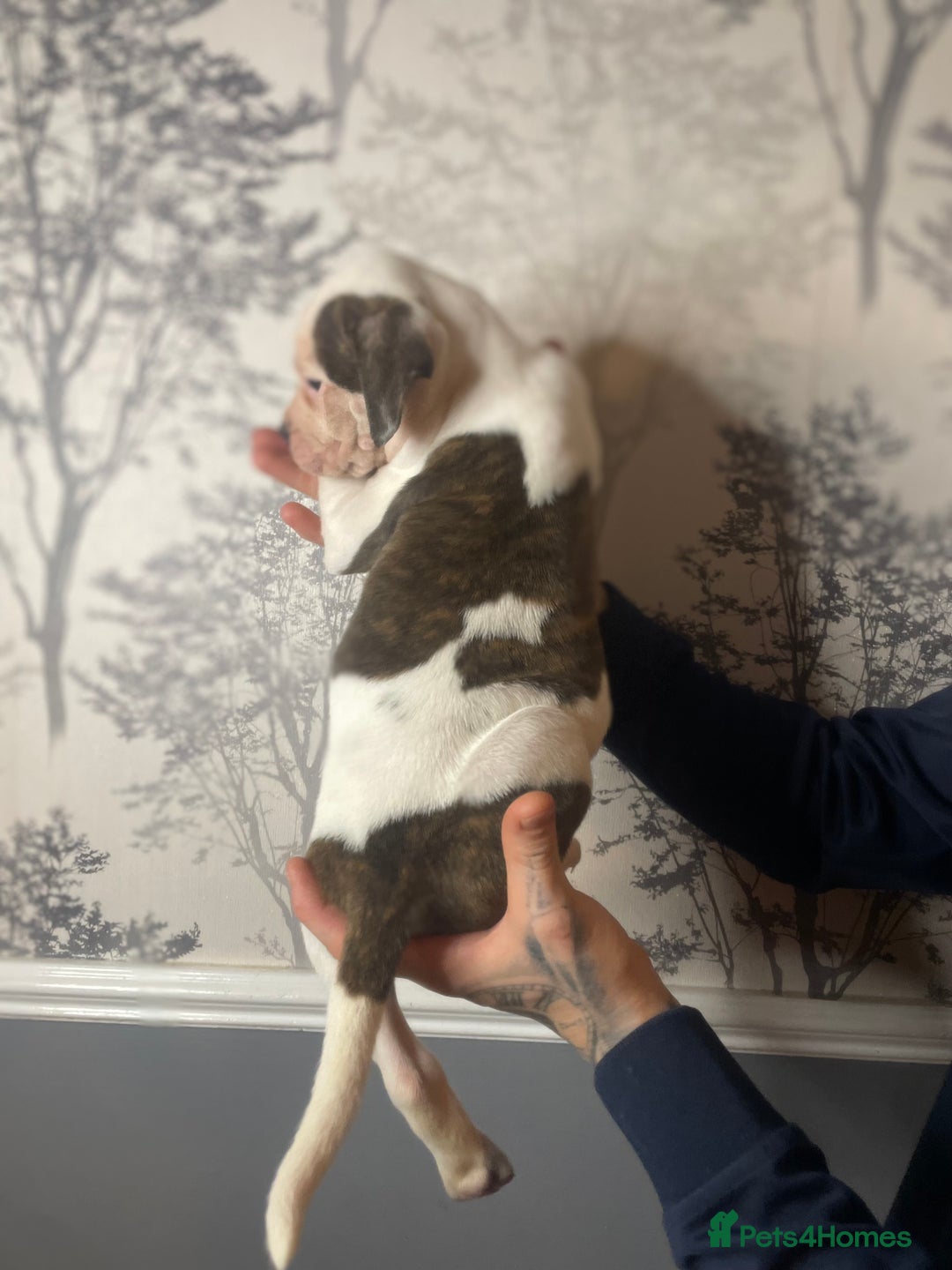 Shorty Bull dogs for sale: Proper pocket bully’s - Advert 7