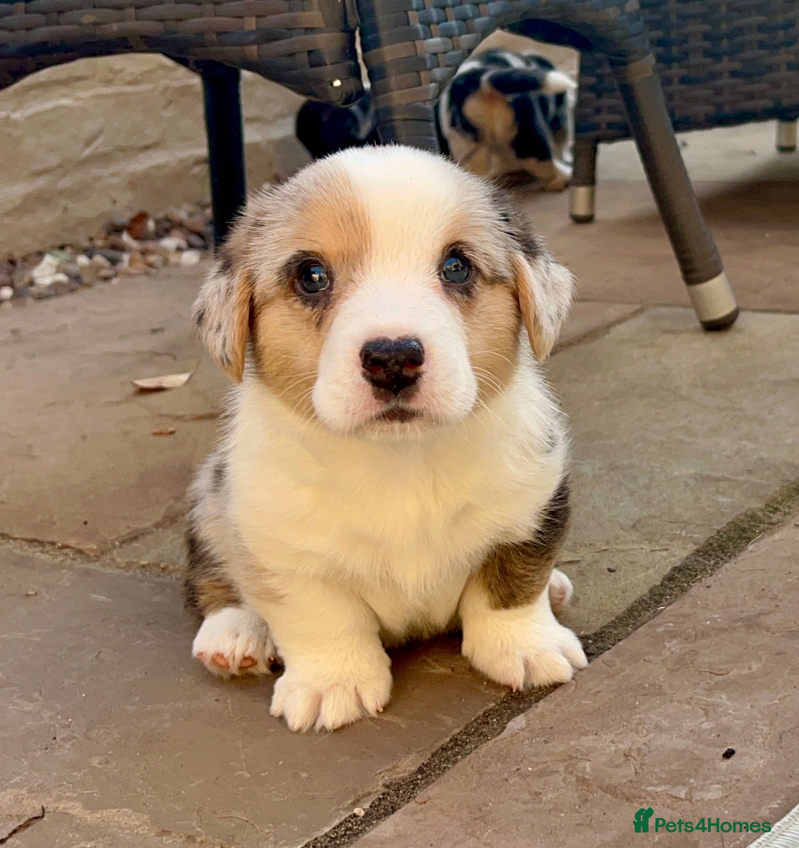 Welsh Corgi Cardigan dogs Quality KC Pedigree Corgi Cardigan Puppies - Advert 2