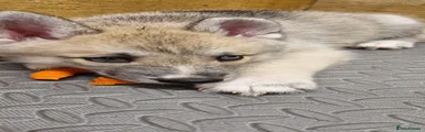 Siberian Husky 5
