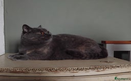 British Shorthair cats for sale: Beautiful British Shorthair  - Image 3