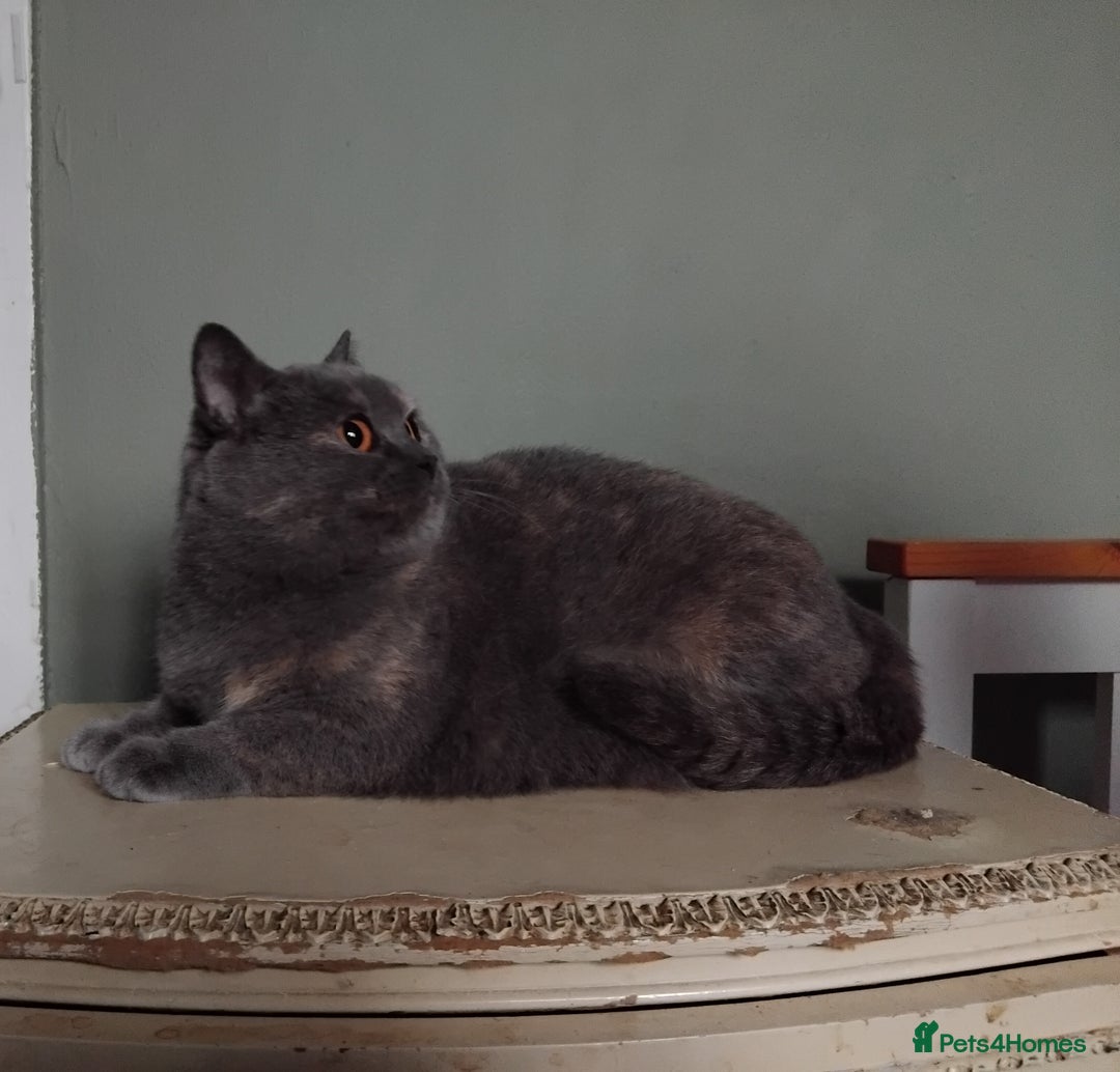 British Shorthair cats for sale: Beautiful British Shorthair  - Image 3