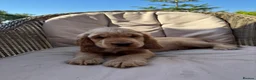 Cocker Spaniel dogs for sale: Beautiful KC show cocker spaniels  - Advert 12