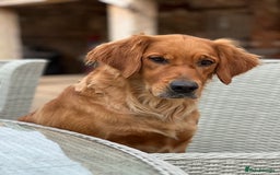 Golden Retriever dogs for sale: Tundra Retrievers KC Reg working Golden Retrievers - Image 7