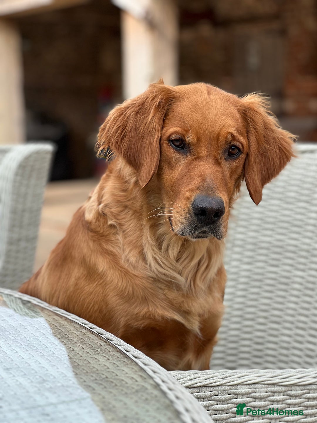 Golden Retriever dogs for sale: Tundra Retrievers KC Reg working Golden Retrievers - Image 7