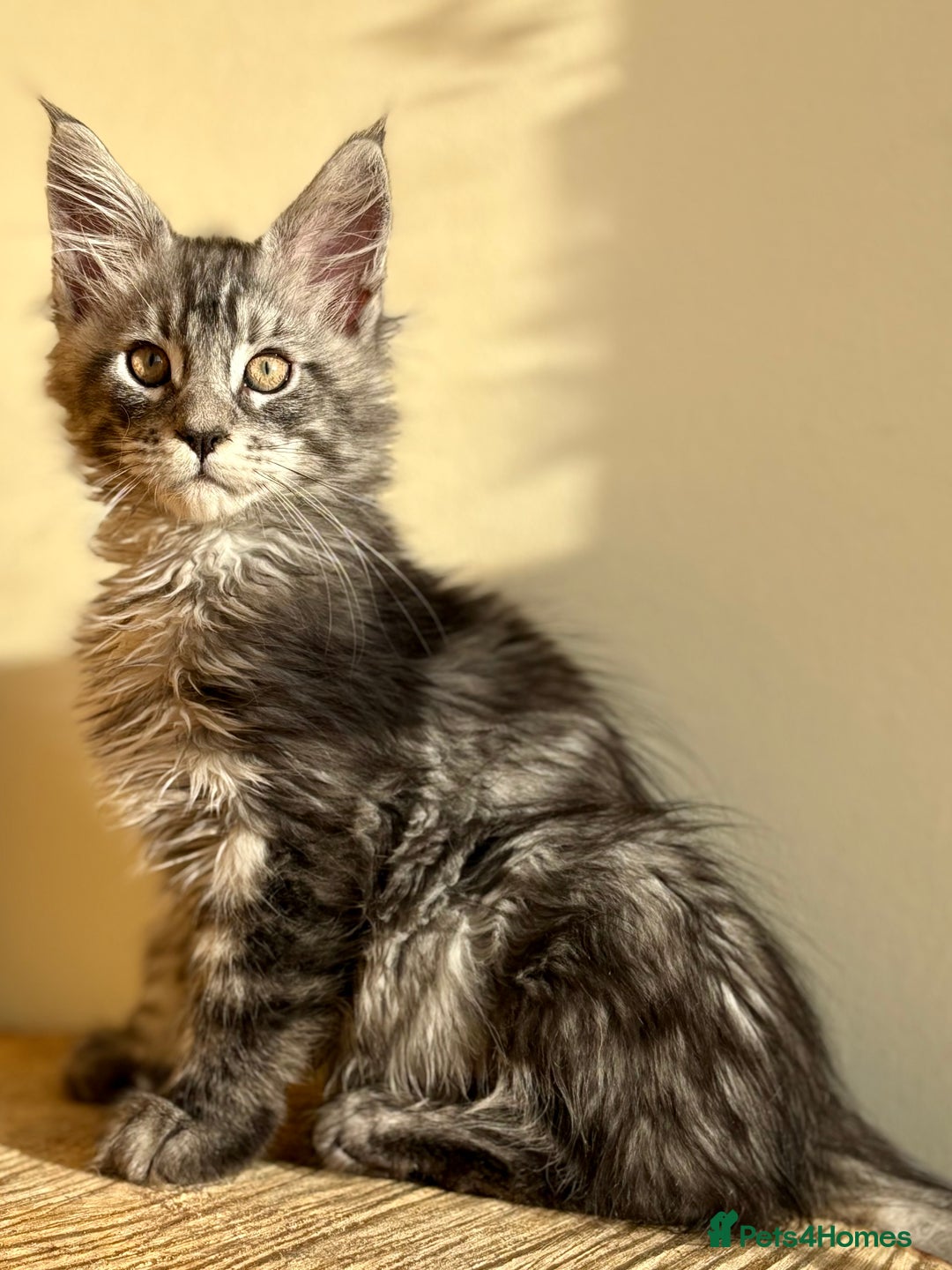 Maine Coon cats for sale: Beautiful Maine coon kittens - Advert 32