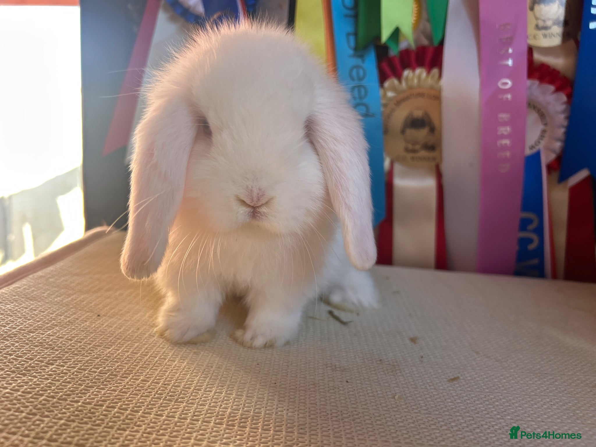 Mini Lop rabbits Vaccinated Baby mini lop bucks - Advert 4
