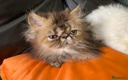 Persian cats for sale: READY NOW GCCF REG PKD FREE EXOTICS - Image 17
