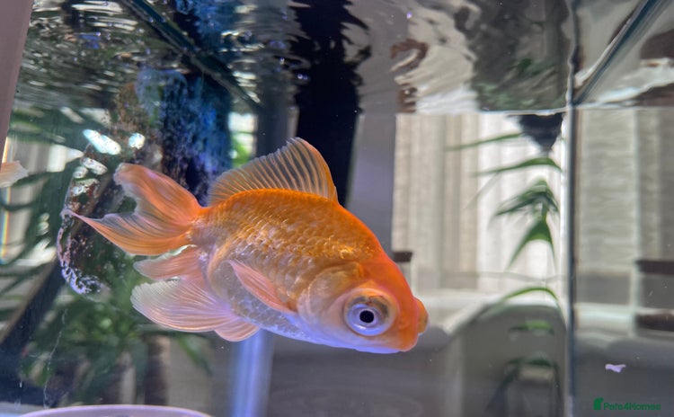 Goldfish fish - Advert 1