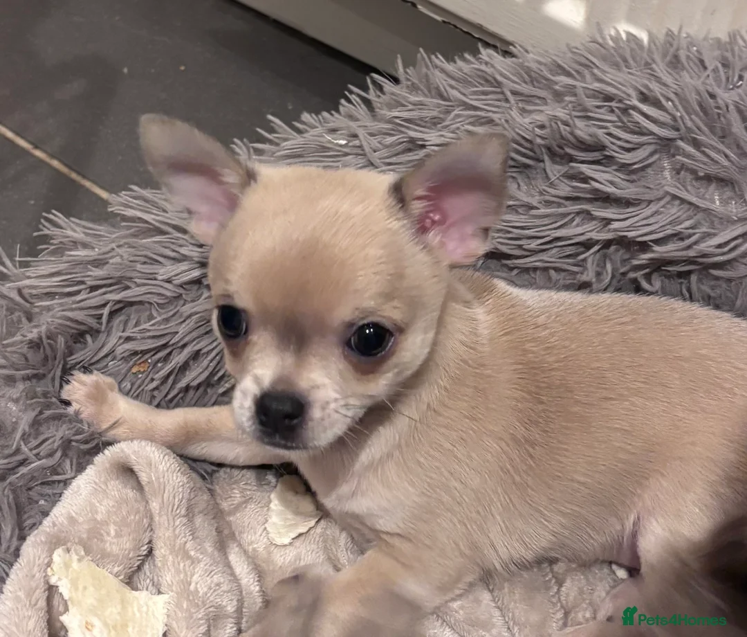 Chihuahua dogs for sale: Last boy KC REG chihuahua Champ/russian READY NOW - Advert 31