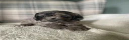 Sproodle dogs for sale: sproodle f1 puppies - Advert 3