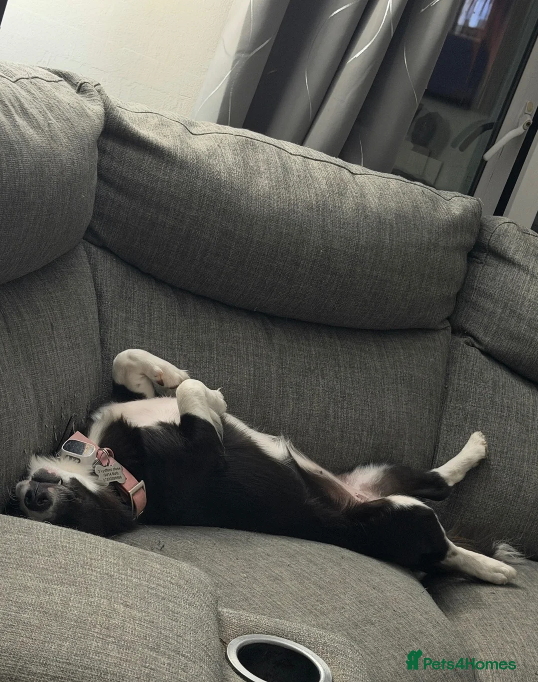 Mixed Breed dogs for sale: Border collie cross female  in Farnborough - Advert 5