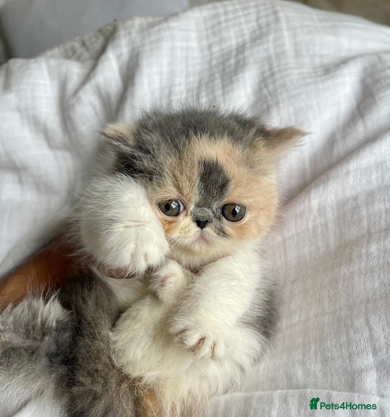 Exotic cats Show Quality Exotic kittens (TICA) - Advert 7