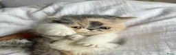 Exotic cats for sale: Show Quality Exotic kittens (TICA) - Advert 5