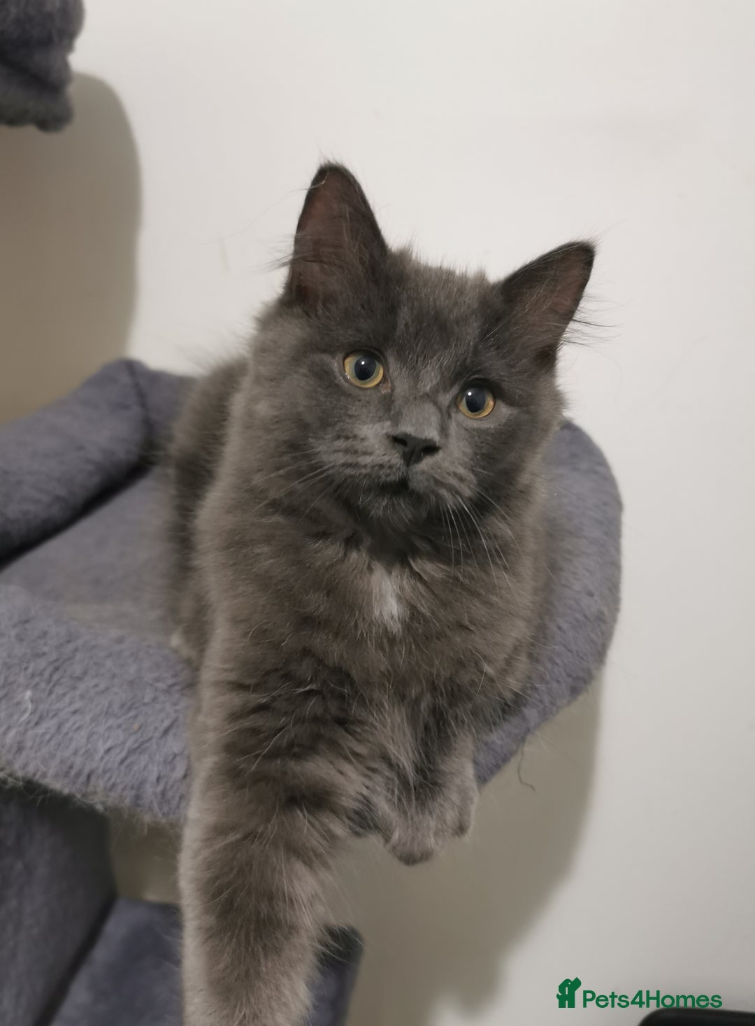 Ragdoll cats for sale: Ragdoll stunning kittens - Image 6