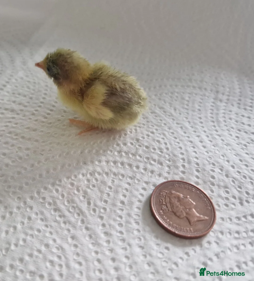 Quail poultry for sale: Button quail - Advert 8