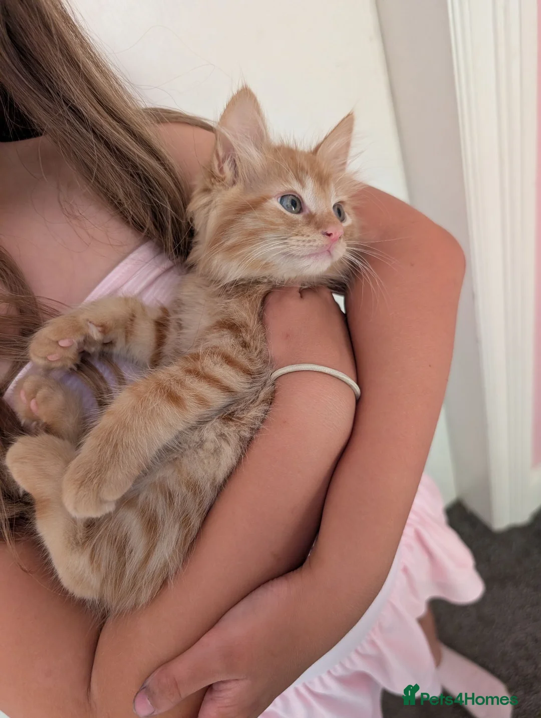 Maine Coon cats for sale: Maine coon X kittens very friendly in Wakefield - Advert 2