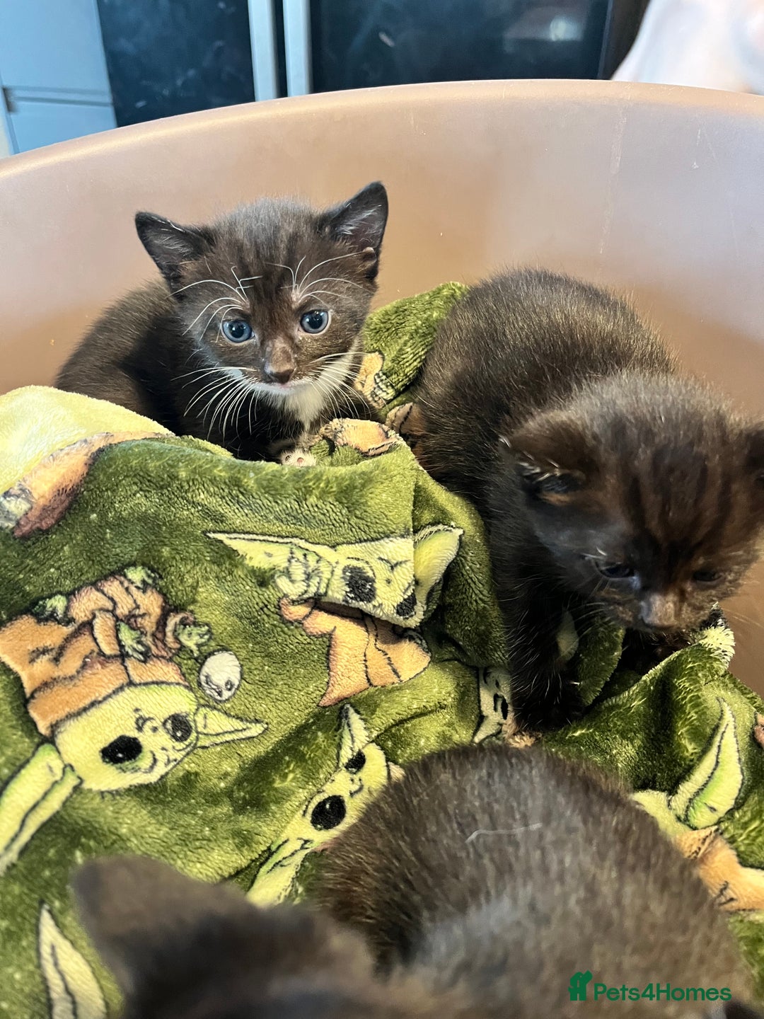 Mixed Breed cats for sale: Kittens for sale - Image 6