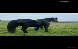 Welsh Section D horses for sale: Section D beautiful Black Mare Magic - Image 26