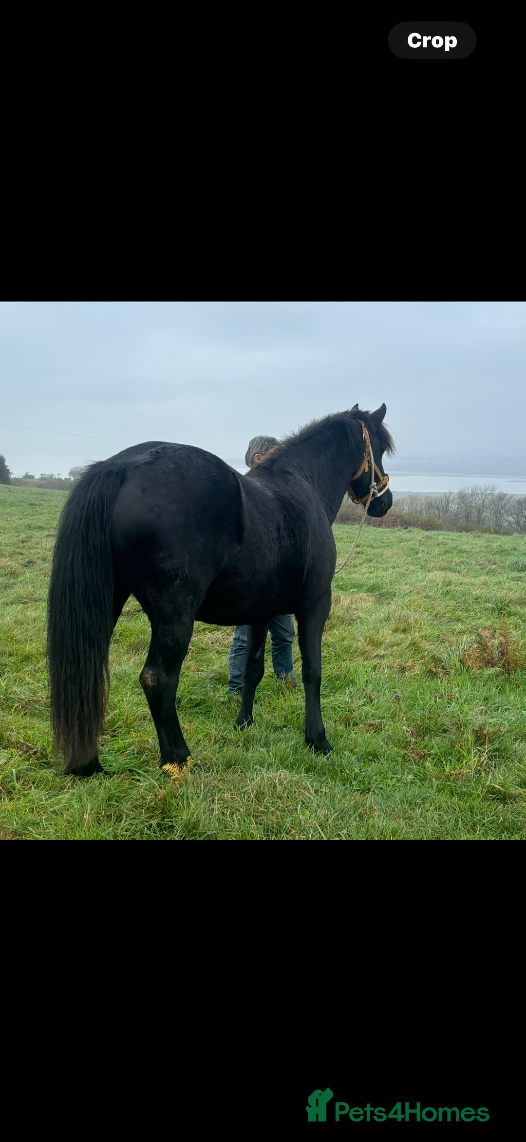 Welsh Section D horses for sale: Section D beautiful Black Mare Magic - Image 26