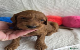 Mini Goldendoodle dogs for sale: 👑Superb Rare Toy/Mini Deepest Red Goldendoodles👑 - Image 18