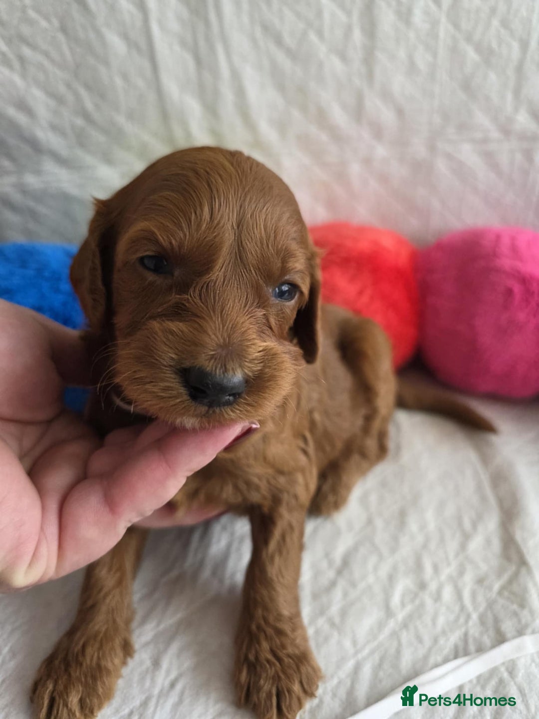 Mini Goldendoodle dogs for sale: 👑Superb Rare Toy/Mini Deepest Red Goldendoodles👑 - Image 18