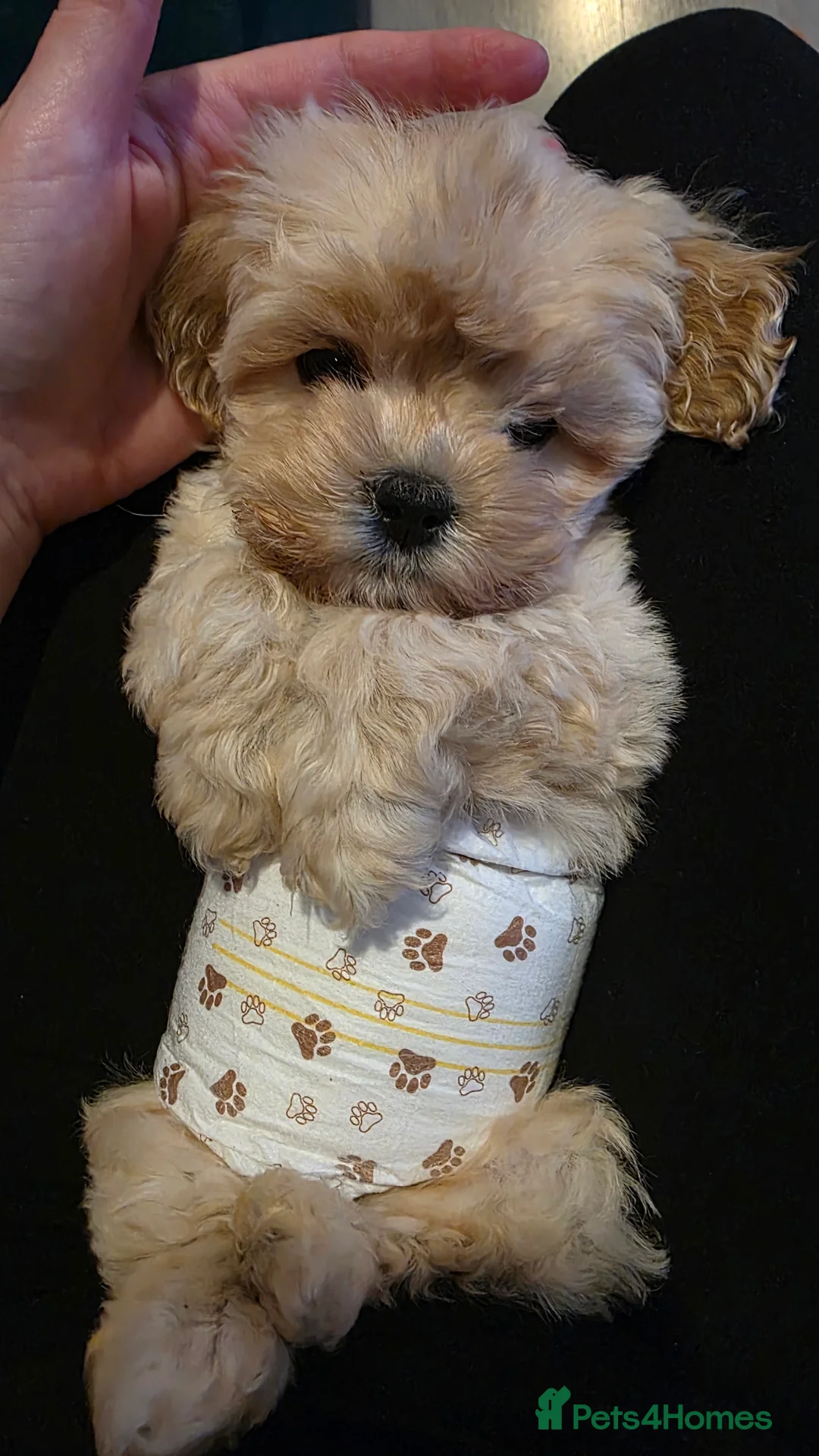 Maltipoo dogs for sale: Tiny Maltipoo boy - Advert 1