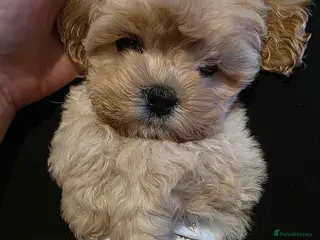 Maltipoo dogs Tiny Maltipoo boy - Advert 3