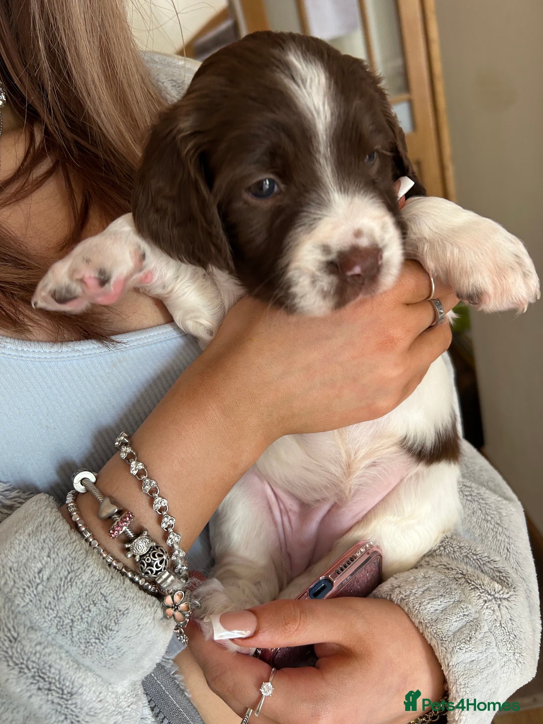 English Springer Spaniel dogs for sale: KC Registered English Springer Spaniel Puppies - Image 12