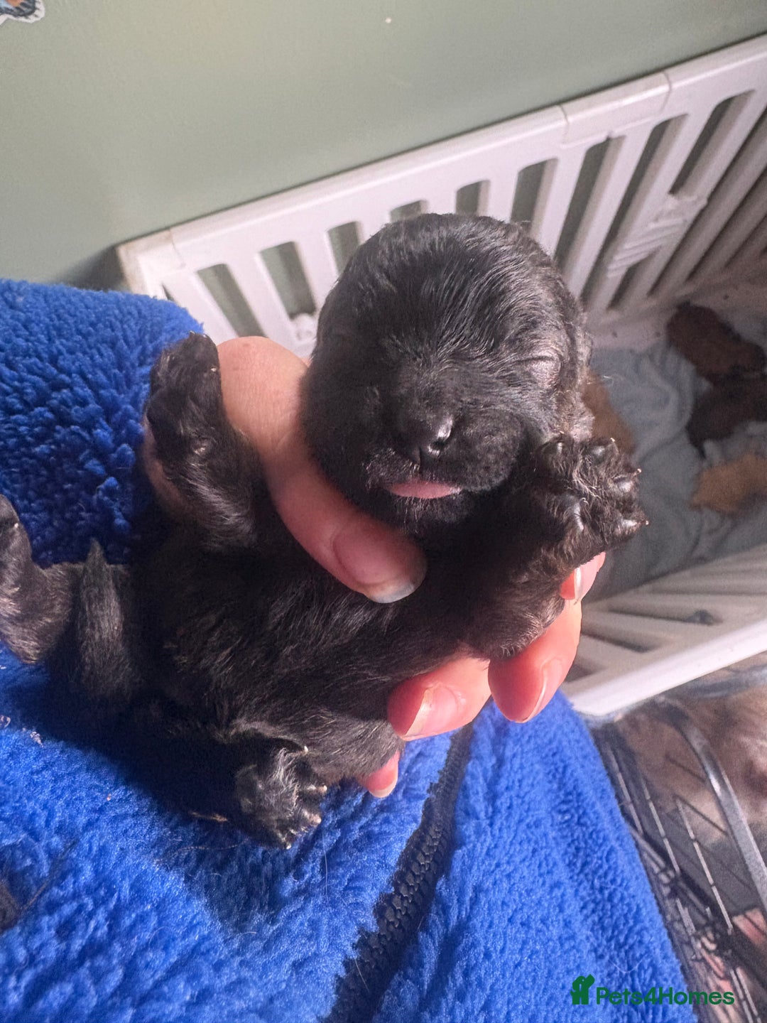 Poochon dogs for sale: Poochon pups - Image 6