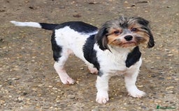 Yorkshire Terrier dogs for sale: Adult Yorkshire Terrier Biewer Girl - Image 5