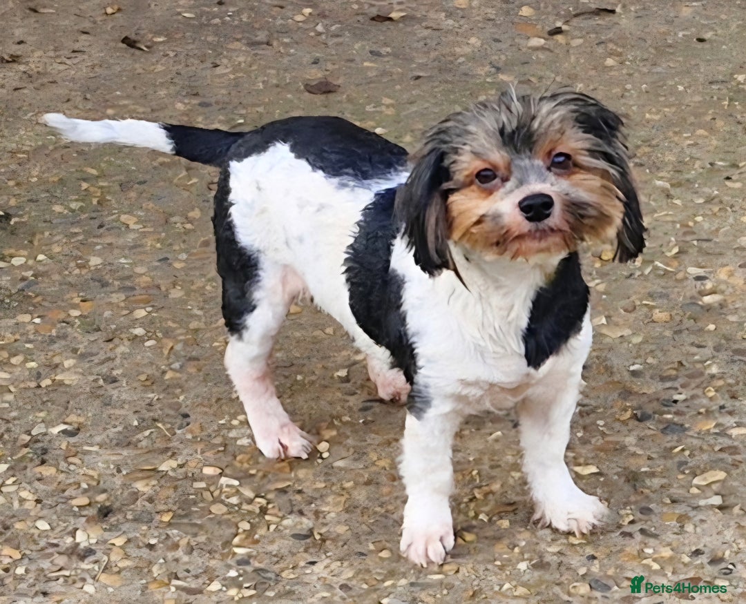 Yorkshire Terrier dogs for sale: Adult Yorkshire Terrier Biewer Girl - Image 5