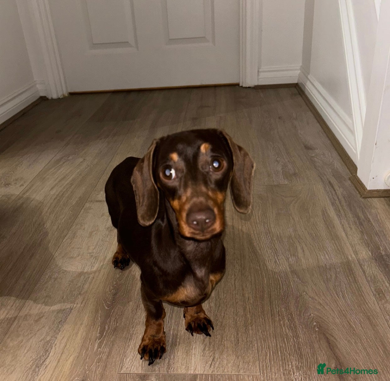 Miniature Dachshund dogs Chocolate & Tan Mini Dachshund  - Advert 3