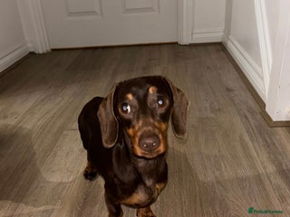 Miniature Dachshund dogs - Advert 12