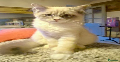 Siberian cats - Advert 7