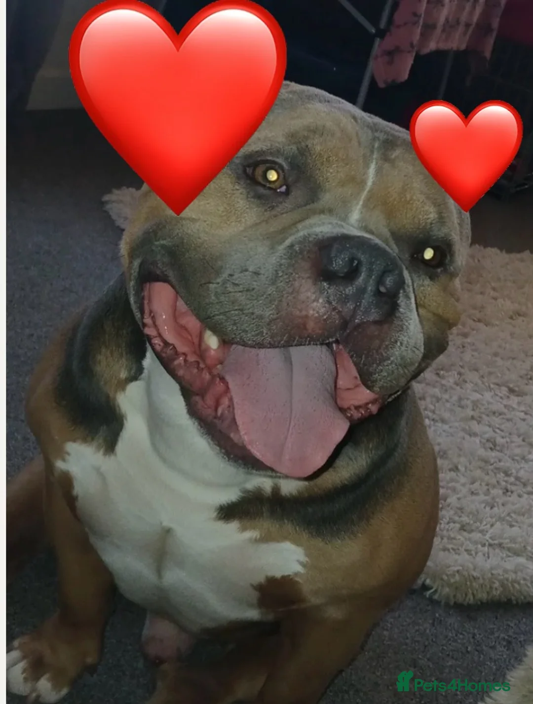 American Bully dogs for sale: Most handsome affectionate boy - Advert 2