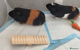 Guinea Pig rodents for sale: 2x girl Guinea pigs  - Image 1