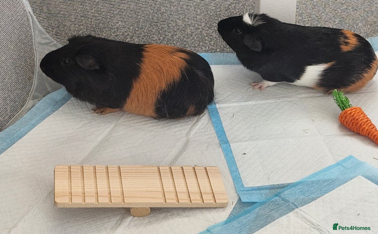 Guinea Pig rodents - Advert 2