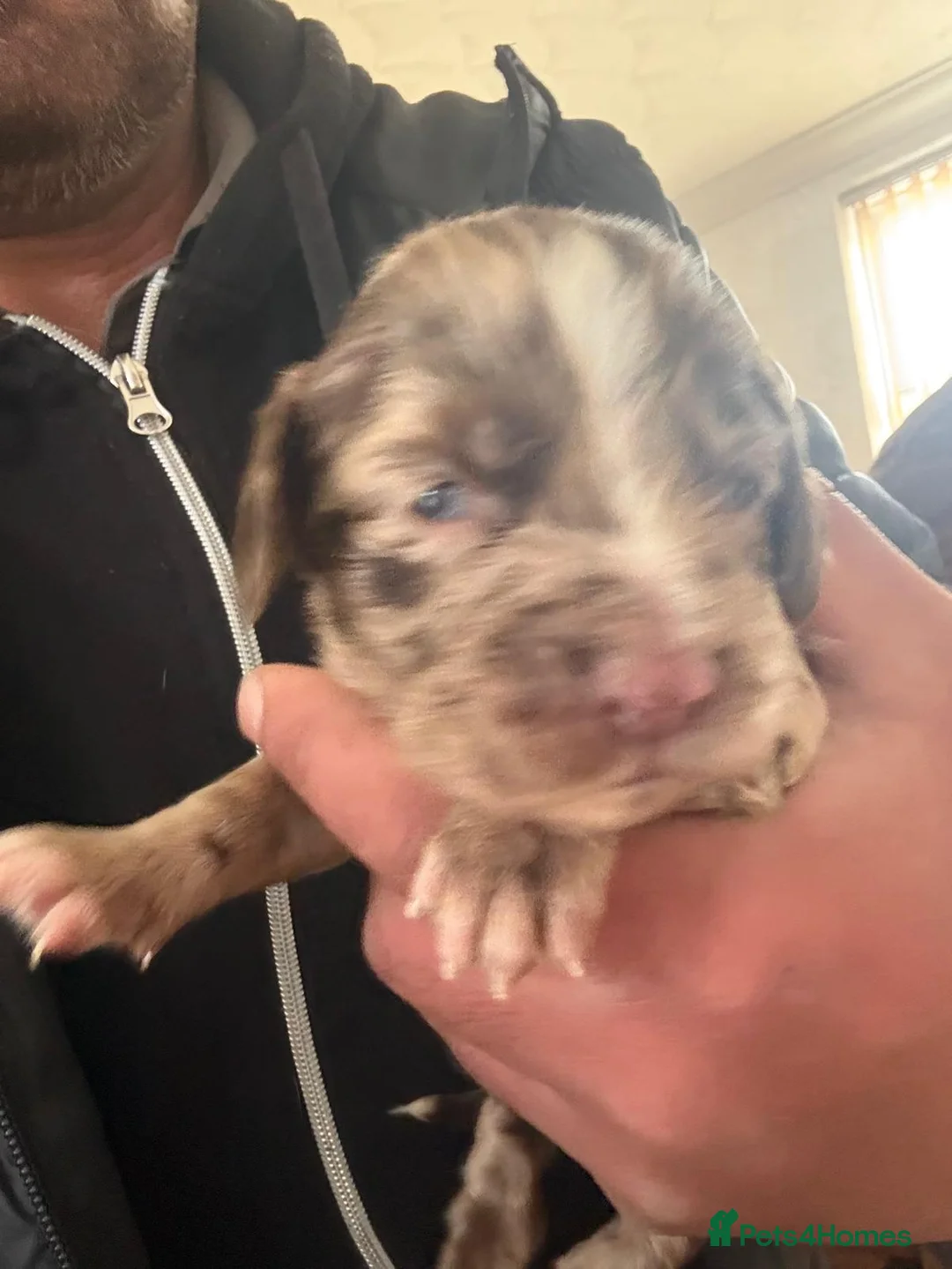 Sprocker dogs for sale: Sprocker spaniels - Advert 2