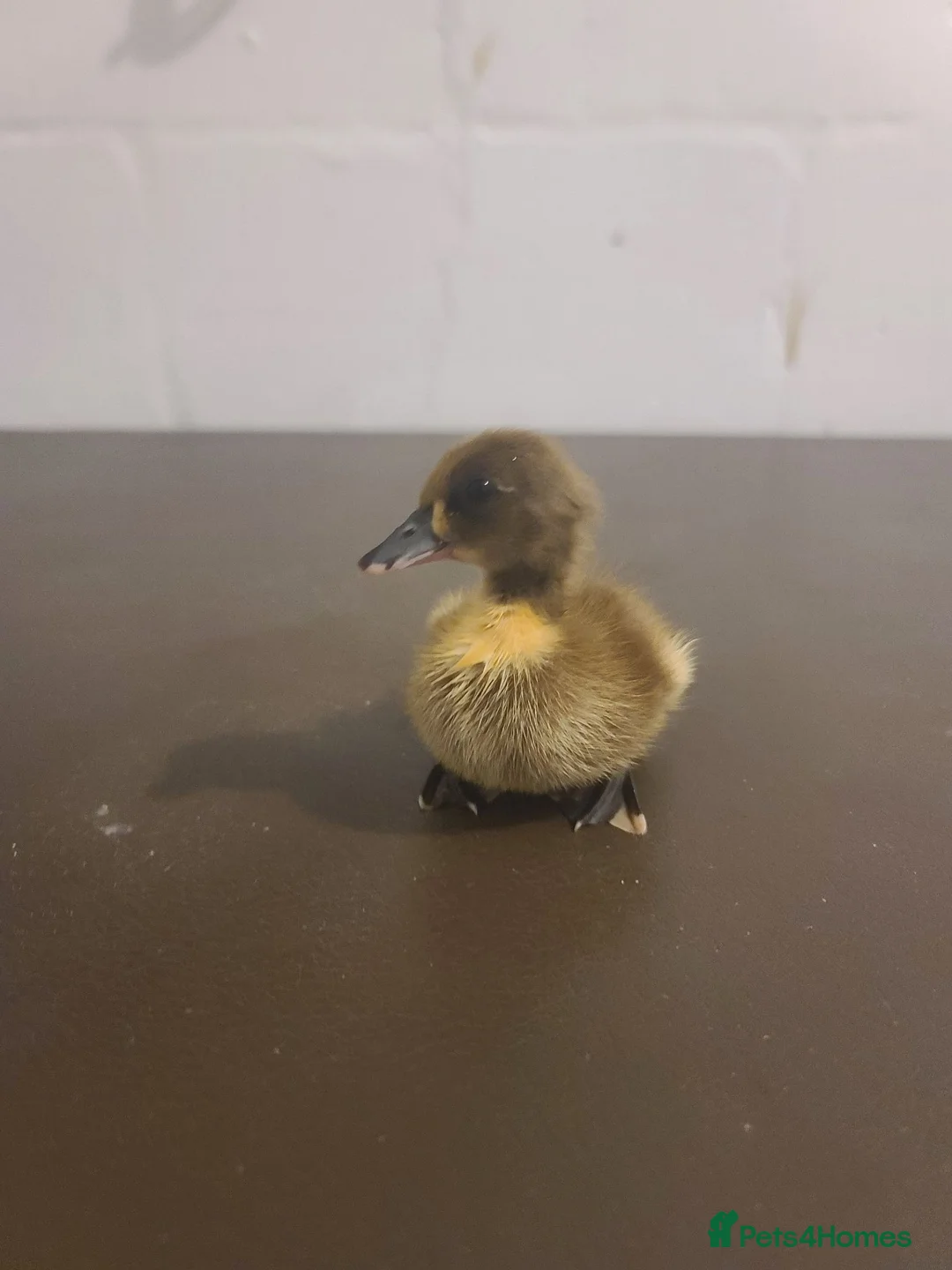 Ducks poultry for sale: ☆ Mixed unsexed ducklings looking for a new home ☆ in Barry - Advert 13