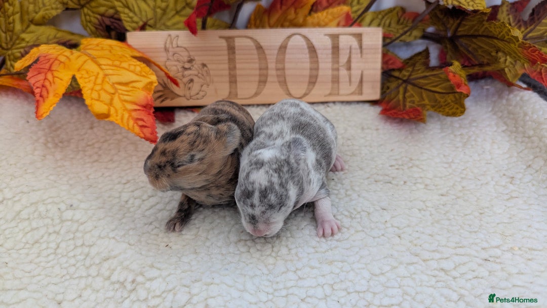 Rex rabbits for sale: Mini rex waiting list open  - Image 5