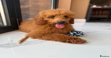 Miniature Poodle dogs in Stafford - Advert 15