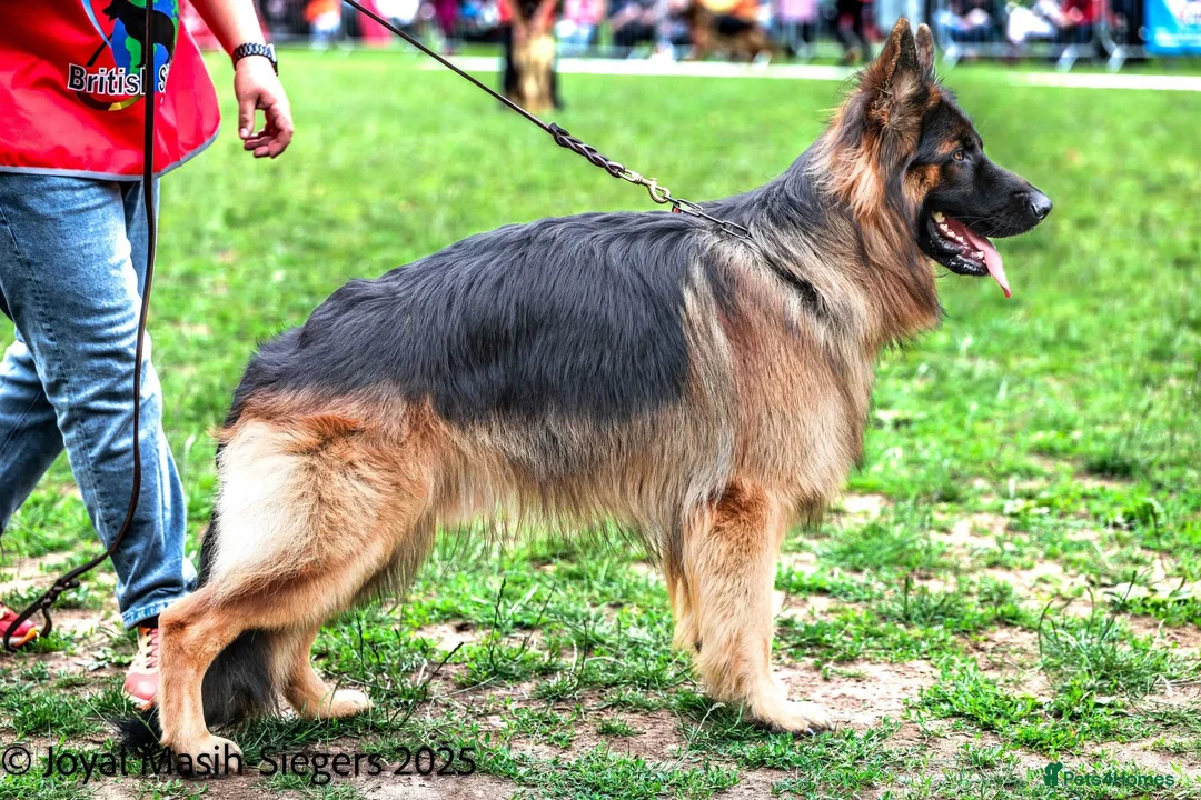 German Shepherd dogs for stud: Long Haired German shepherd  - Advert 11