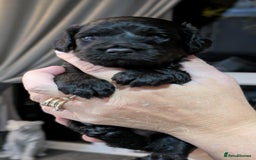 Cockapoo dogs for sale: 5 cockapoo puppys - Image 3