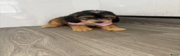 Cockapoo dogs for sale: Beautiful cockapoo puppys - Advert 7