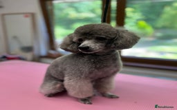 Miniature Poodle dogs for stud: Mr A Siekiera  - Image 4