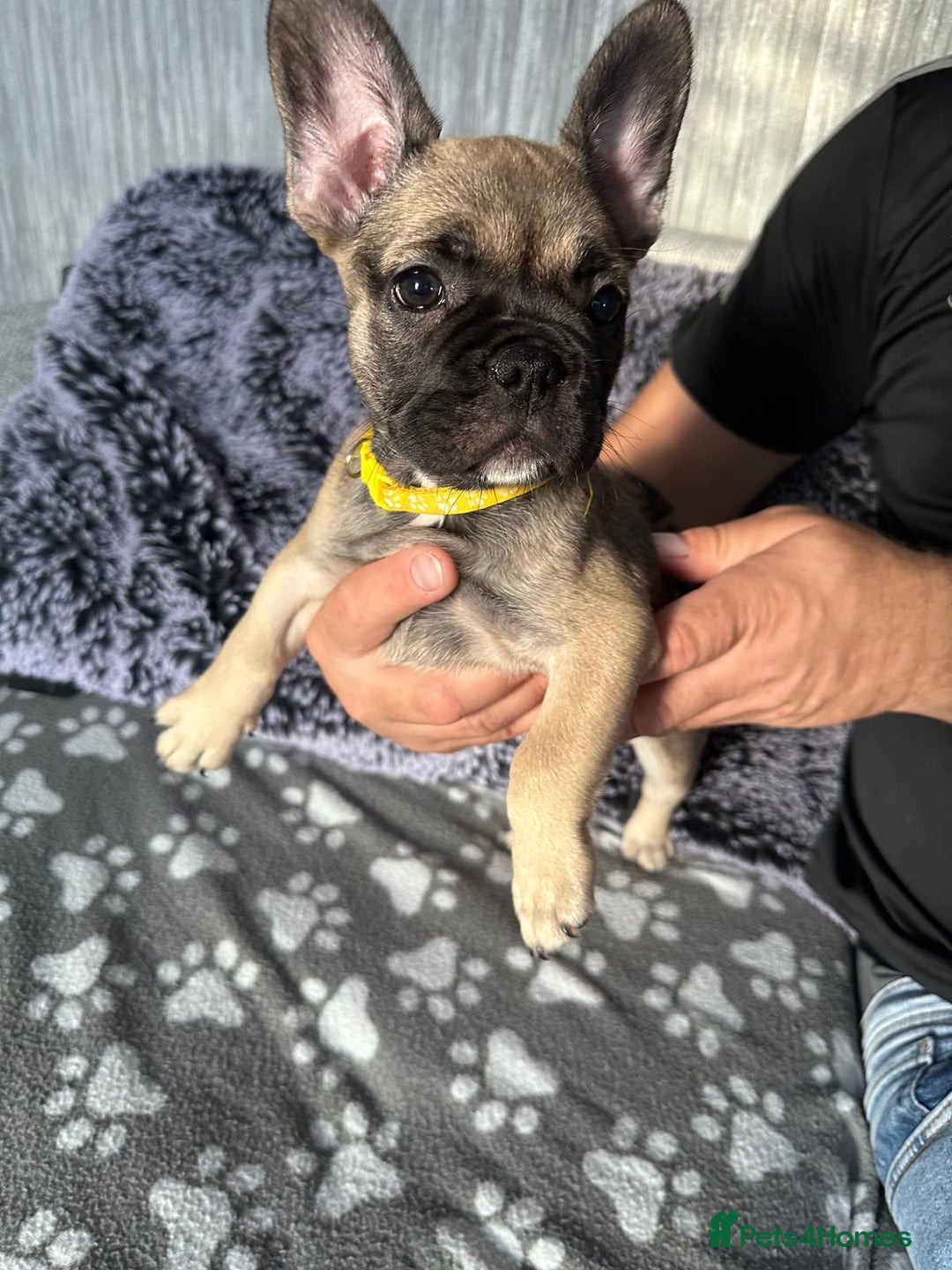 French Bulldog dogs for sale: Amazing french bulldog  - Image 30