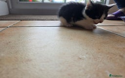 Mixed Breed cats for sale: 5 Adorable Kittens Ready for New Homes 🐾 - Image 14