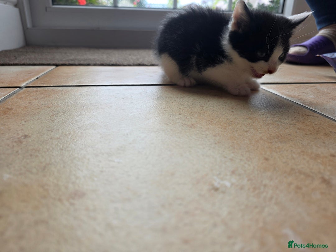 Mixed Breed cats for sale: 5 Adorable Kittens Ready for New Homes 🐾 - Image 14